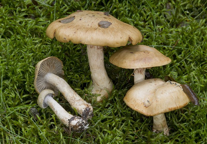 Cortinarius subtortus